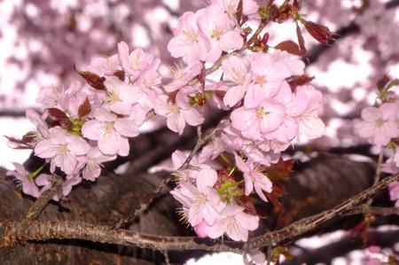 2012-5-3-桜近郊 005.jpg